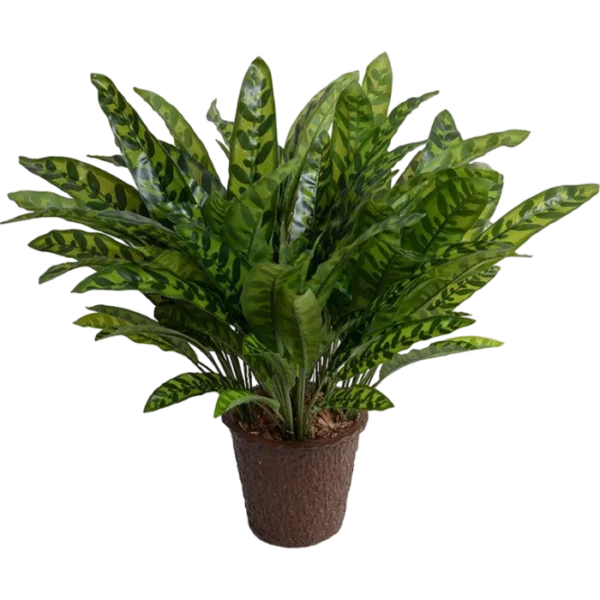 Aglaonema Plant