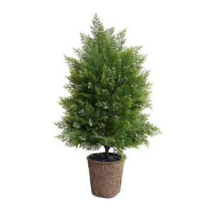 Arborvitae Shrub