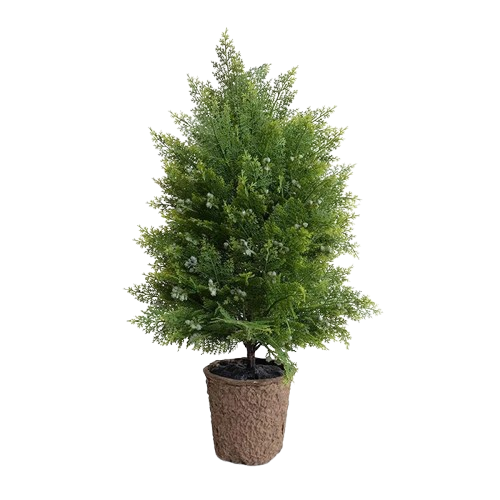 Arborvitae Shrub
