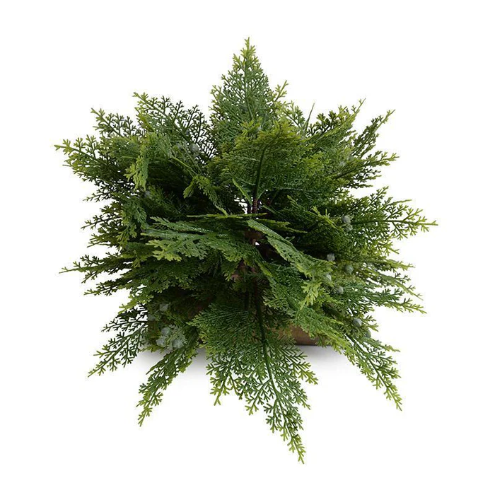 Arborvitae Shrub - Image 2