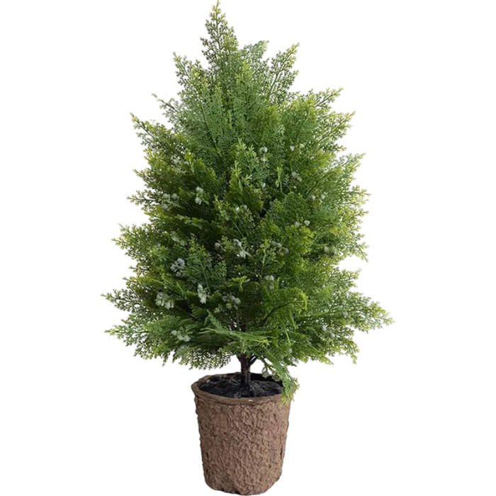 Arborvitae Shrub - Image 3