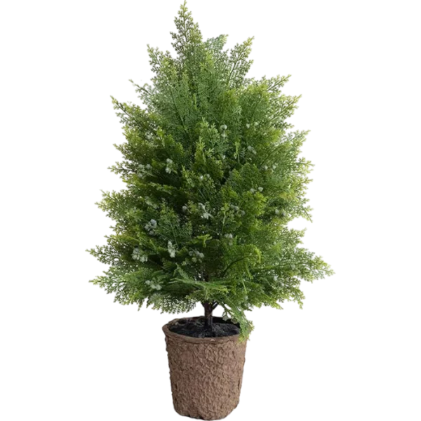 Arborvitae Shrub