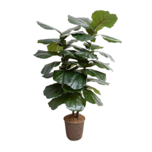 Pilea Peperomioides