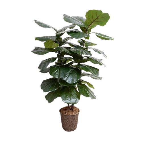 Pilea Peperomioides