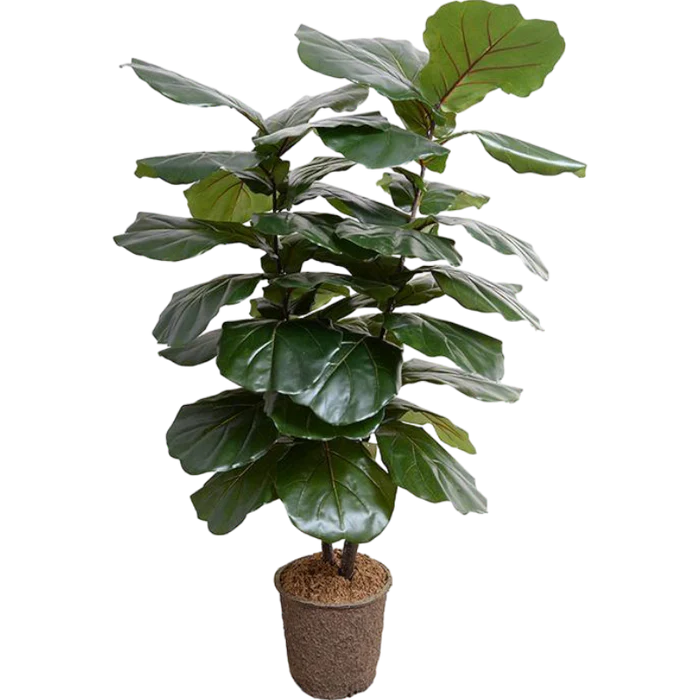 Pilea Peperomioides - Image 2