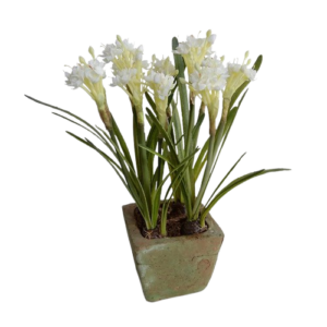 Paperwhite Narcissus