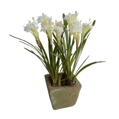 Paperwhite Narcissus