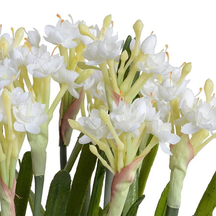 Paperwhite Narcissus - Image 2