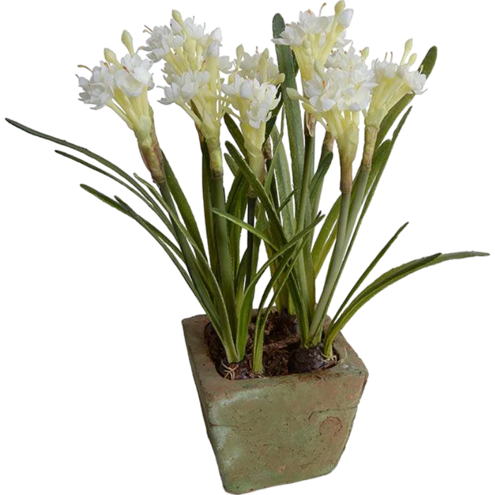 Paperwhite Narcissus - Image 3