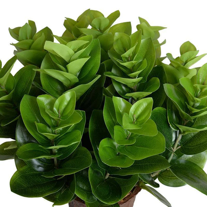 Peperomia Plant - Image 2