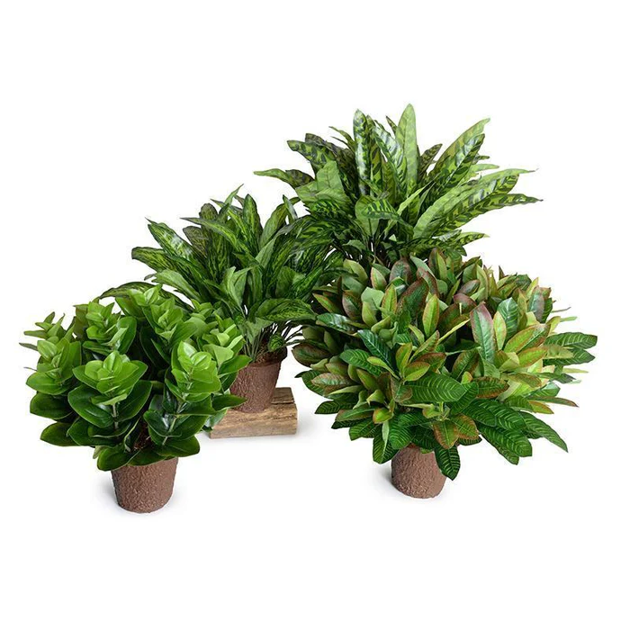 Peperomia Plant - Image 3