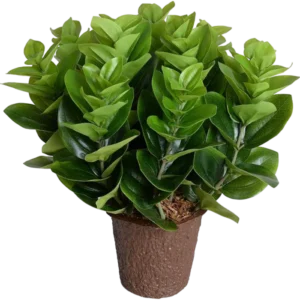 Peperomia Plant