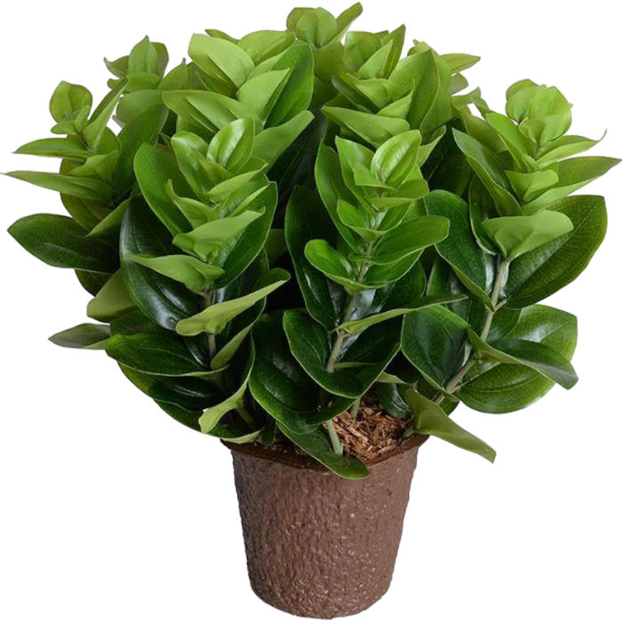Peperomia Plant
