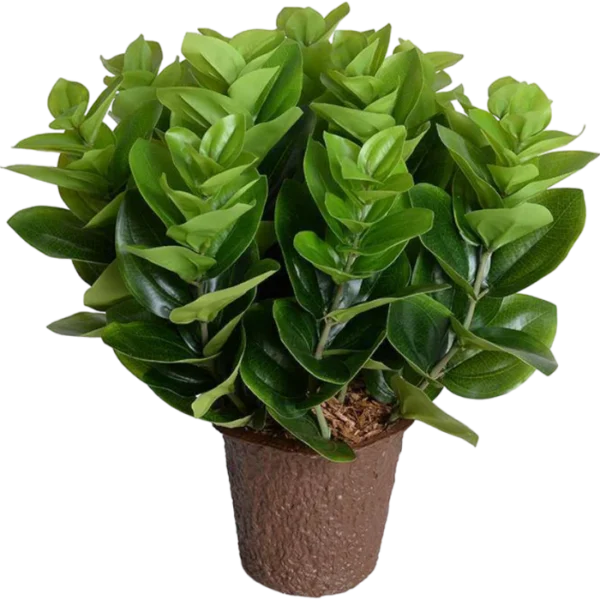 Peperomia Plant