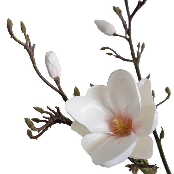 Tulip Magnolia in Glass - Image 2