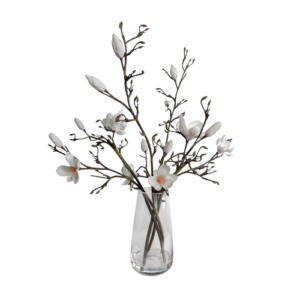 Tulip Magnolia in Glass