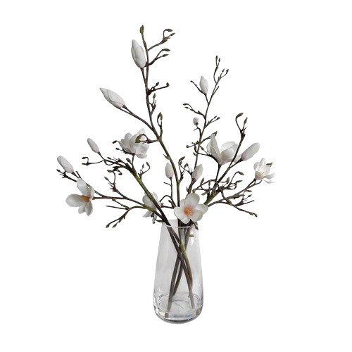 Tulip Magnolia in Glass