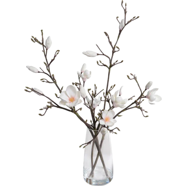 Tulip Magnolia in Glass